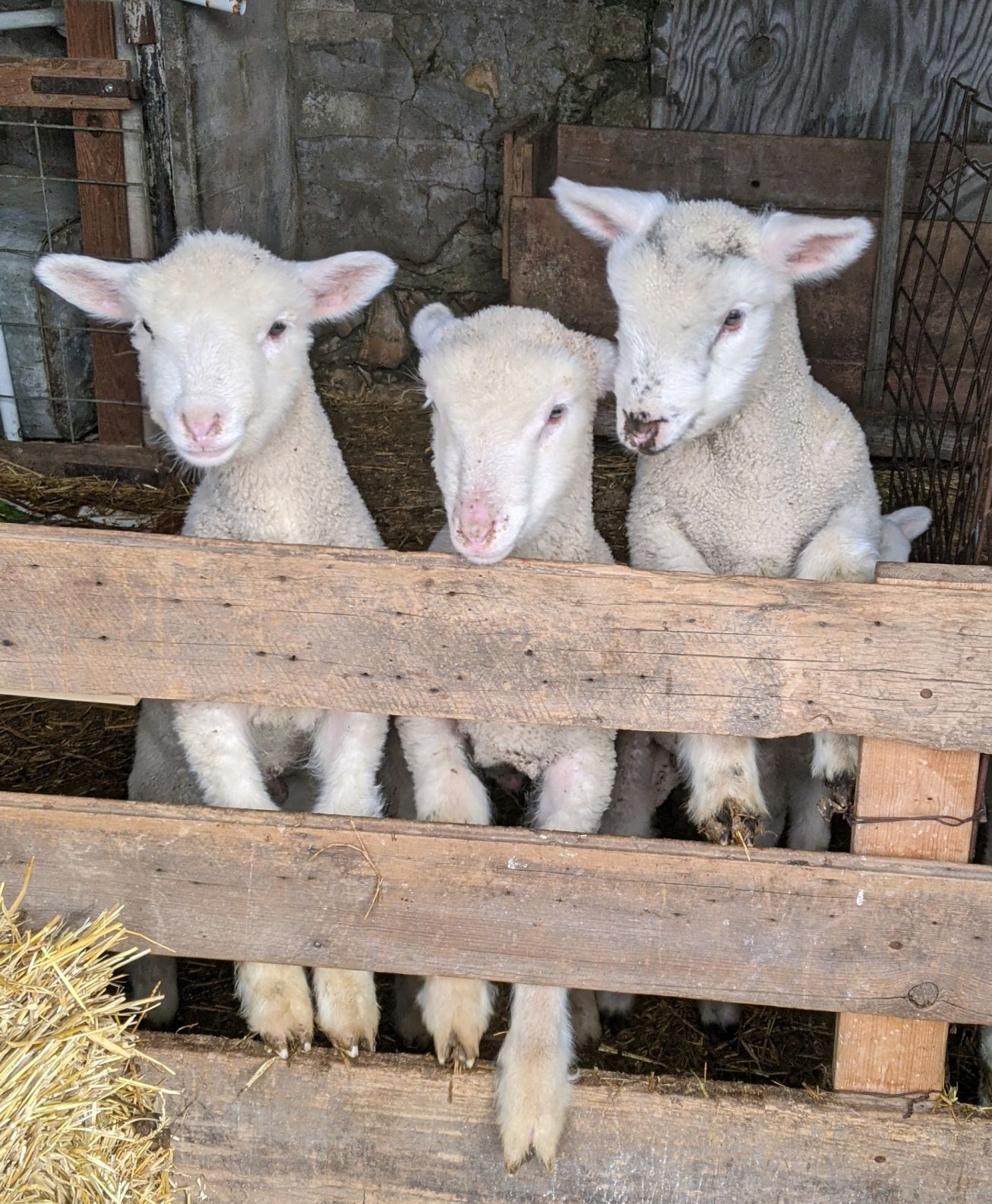 Lambs